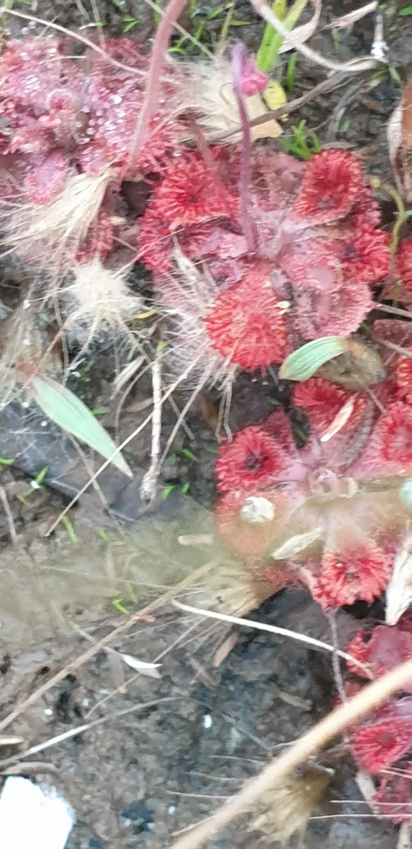 Dwarf Sundew of America (Drosera brevifolia)