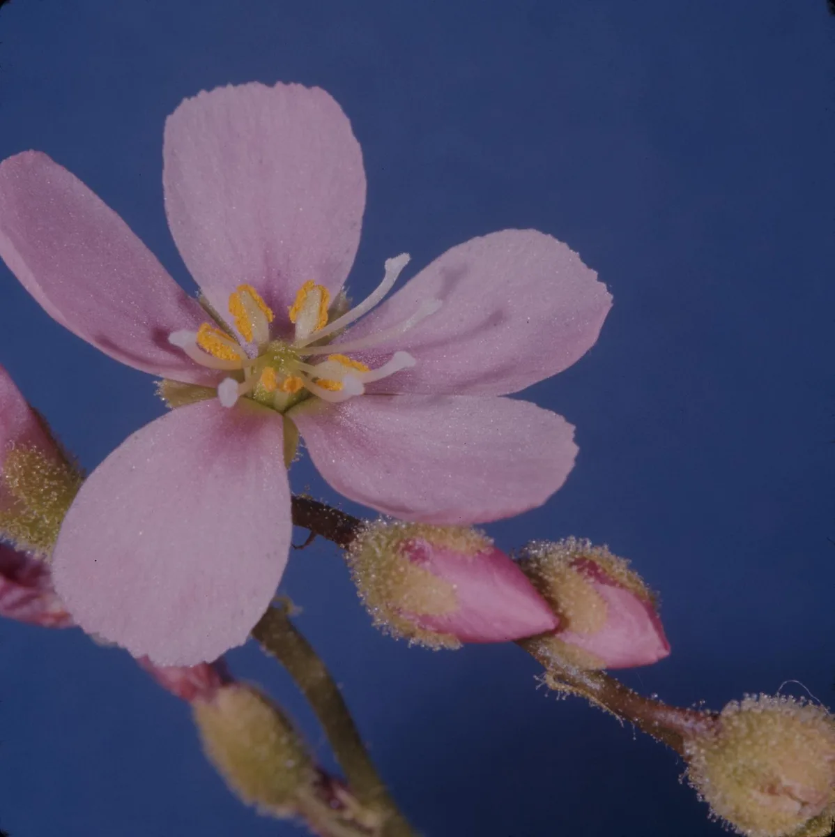 Tracys Sundew (Drosera tracyi)