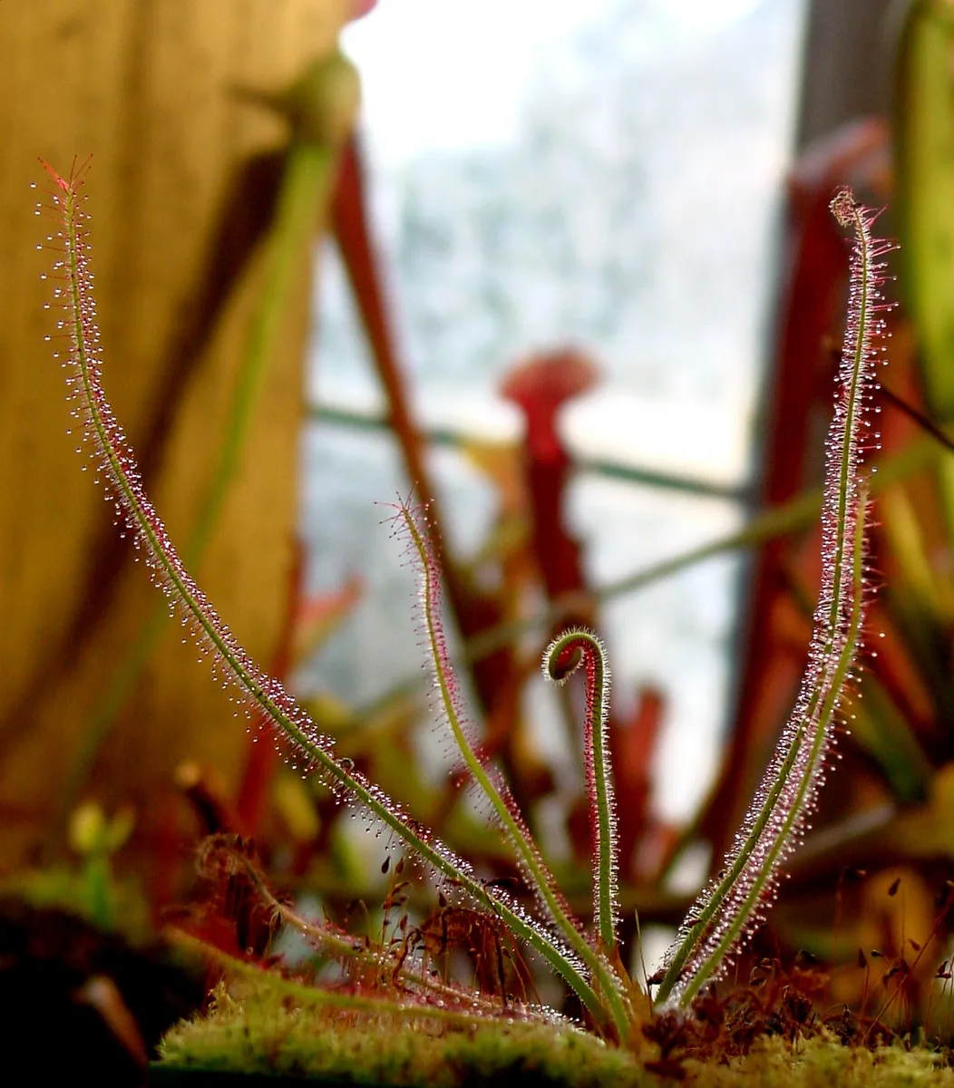 Grassleaf Sundew (Drosera graminifolia)