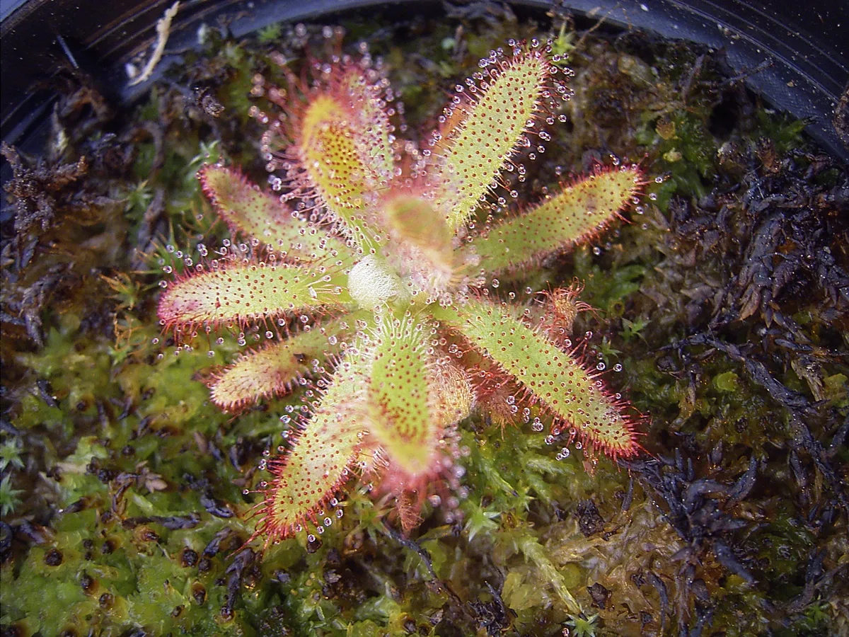 Graomogol Sundew (Drosera graomogolensis)