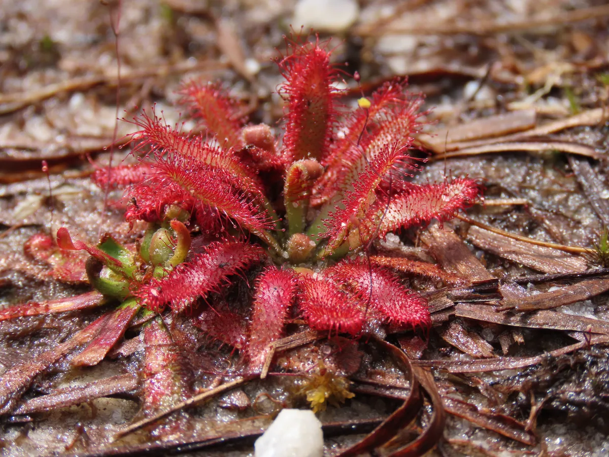 Broadleaf Sundew (Drosera latifolia)