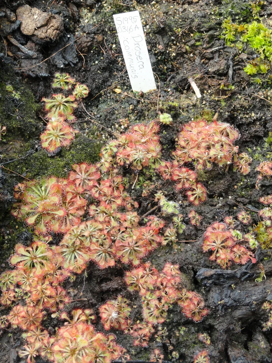 Common Brazilian Sundew (Drosera communis)