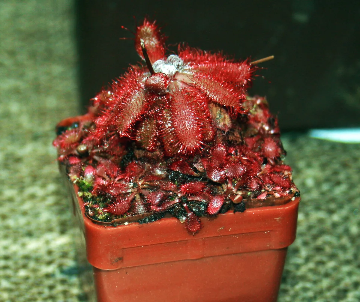 Montane Sundew (Drosera montana)