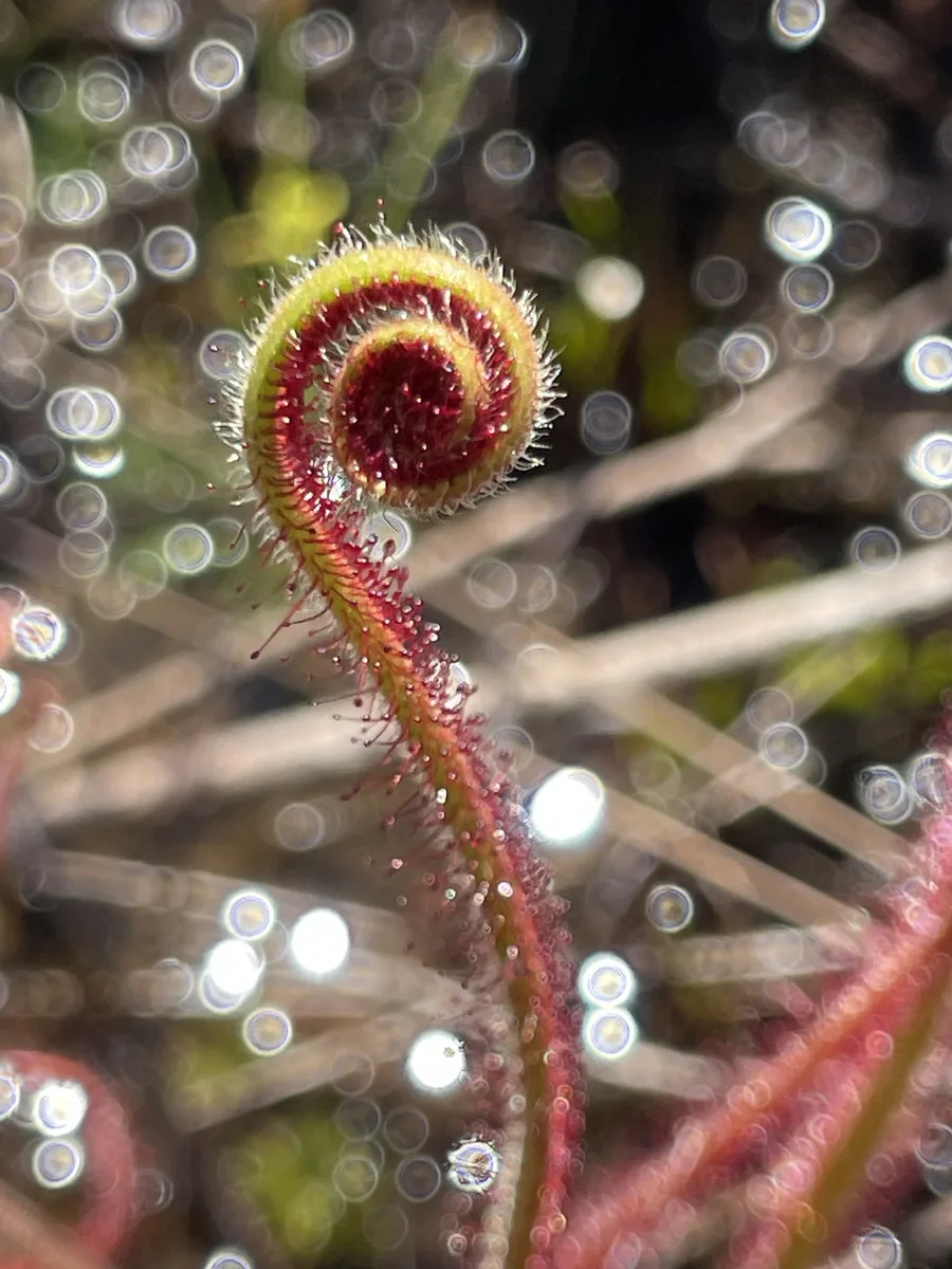 Spiral Sundew (Drosera spiralis)
