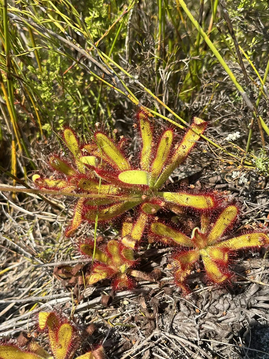 Hilaris Sundew (Drosera hilaris)