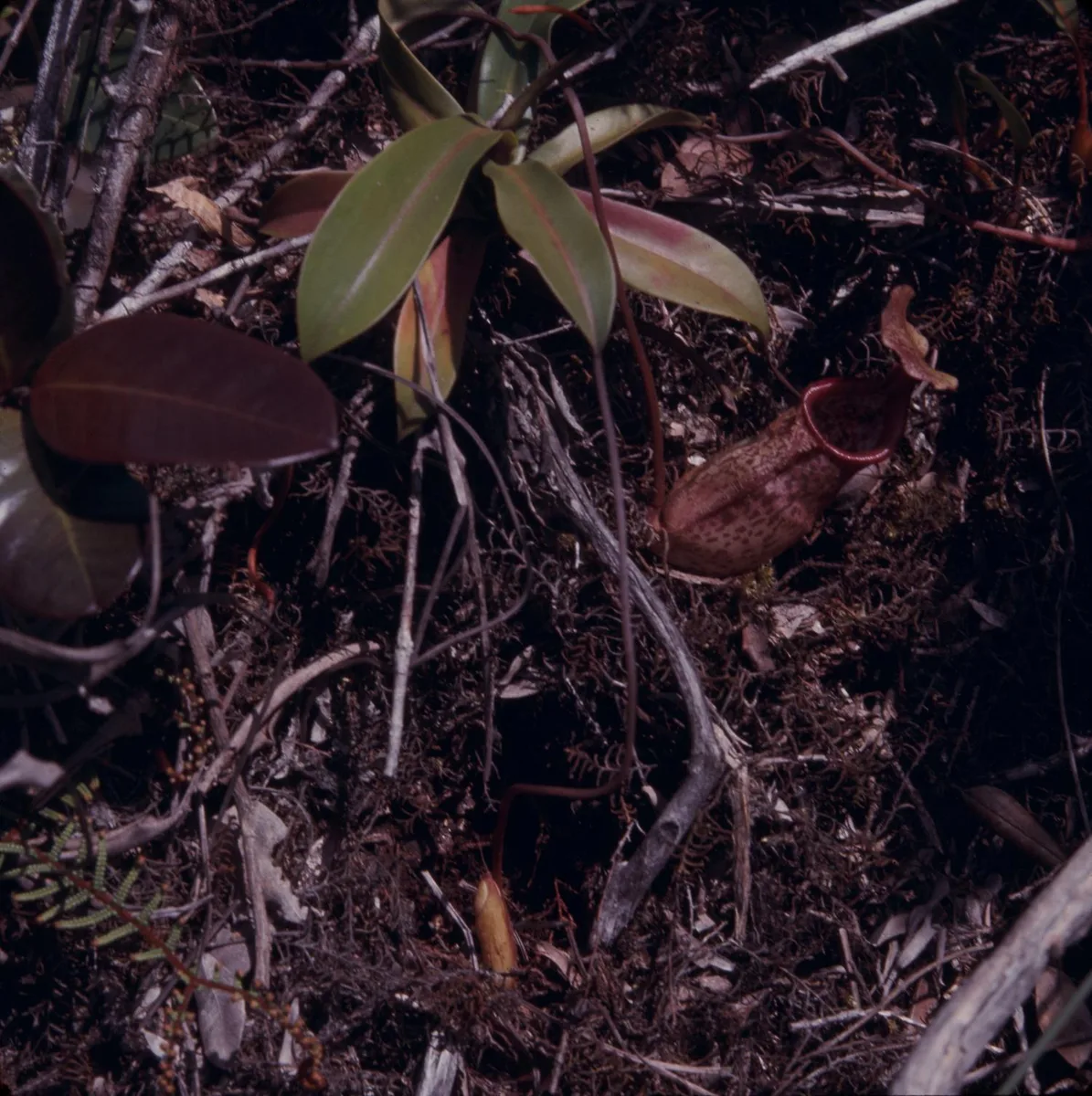 Sanguine Pitcher Plant (Nepenthes sanguinea)