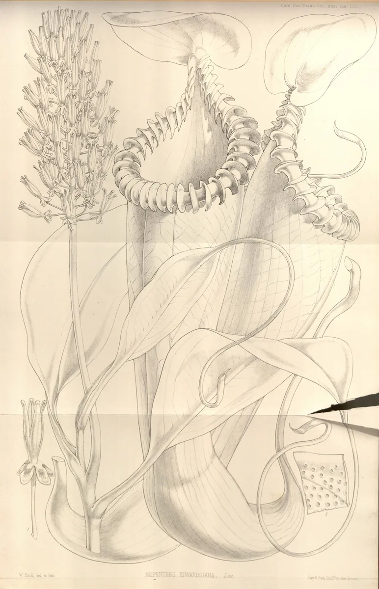 Edwards Pitcher Plant (Nepenthes edwardsiana)