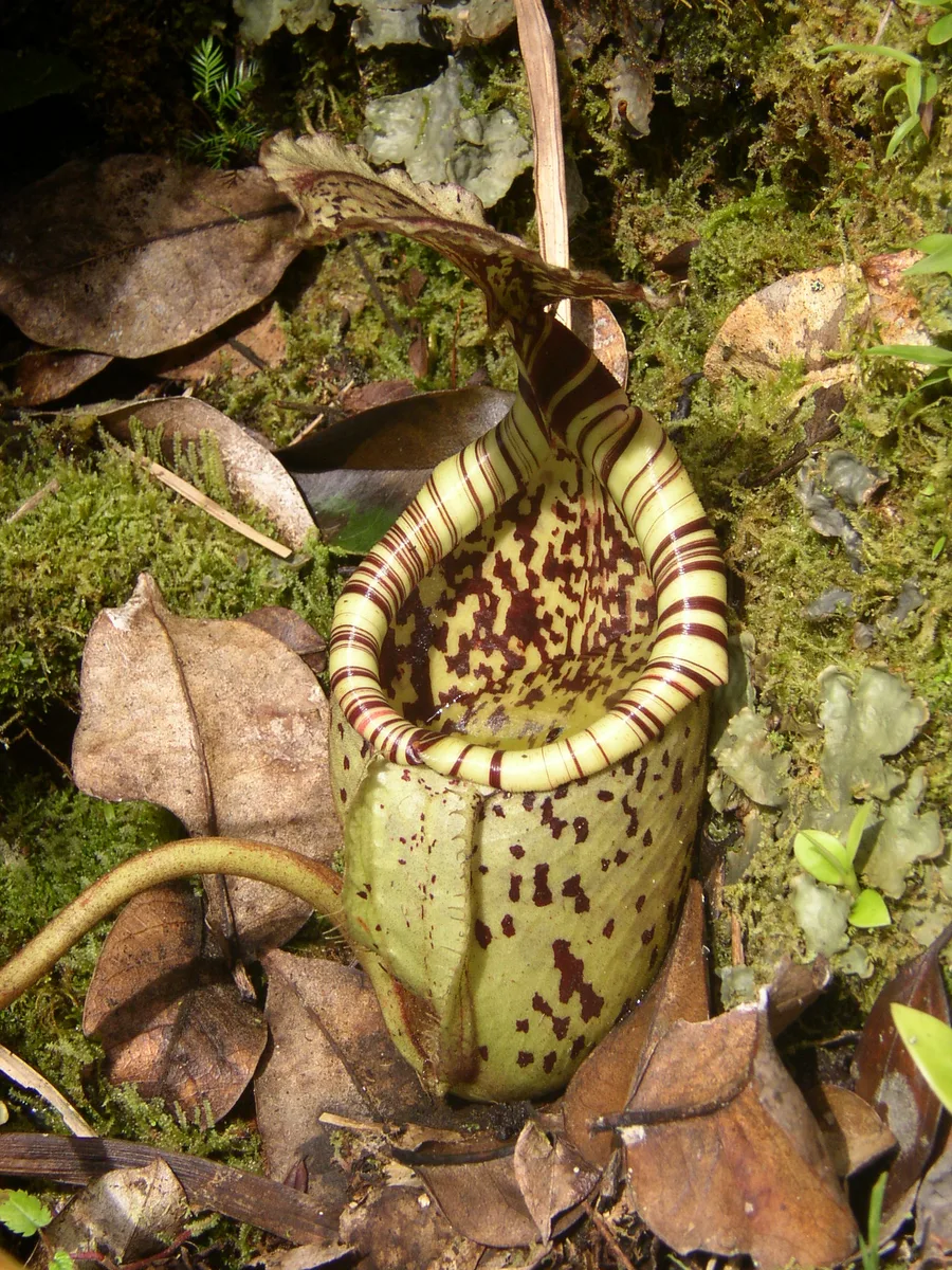 Burbidge Pitcher Plant (Nepenthes burbidgeae)