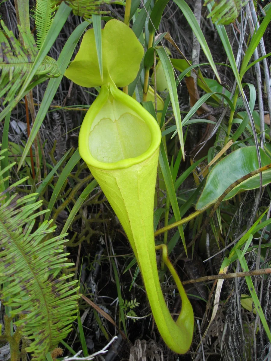 Chans Pitcher Plant (Nepenthes chaniana)