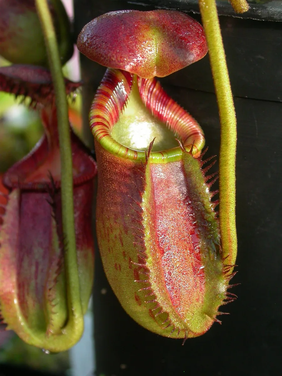 Saddle Pitcher Plant (Nepenthes ephippiata)