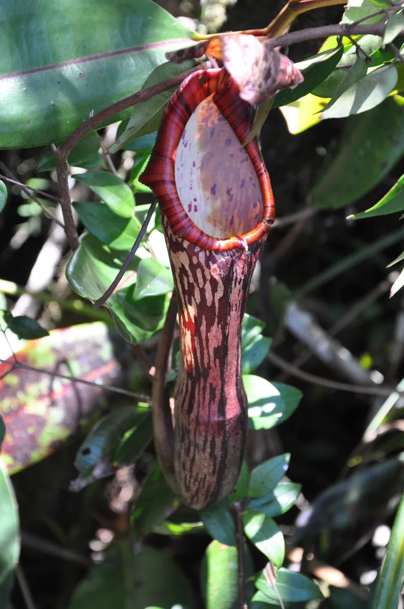 Faizals Pitcher Plant (Nepenthes faizaliana)