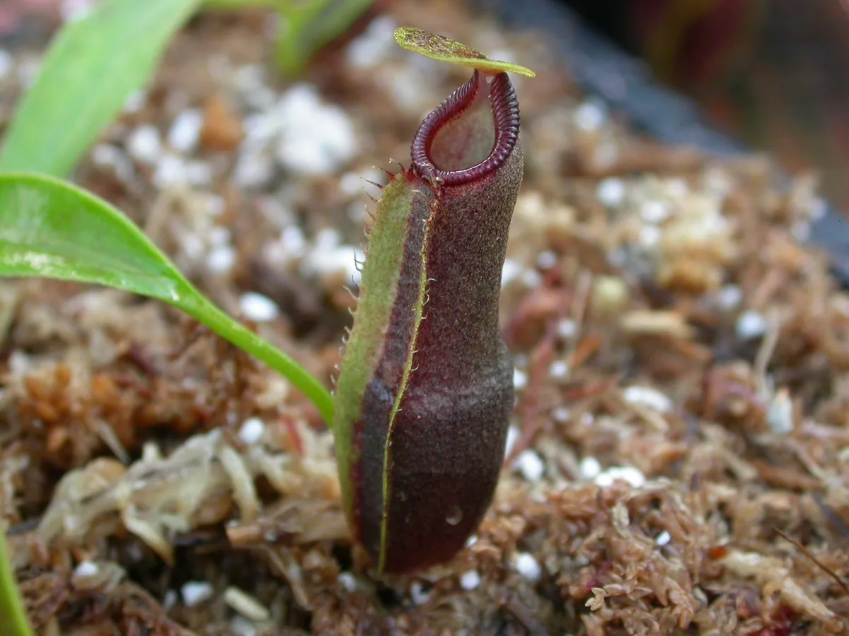 Izumis Pitcher Plant