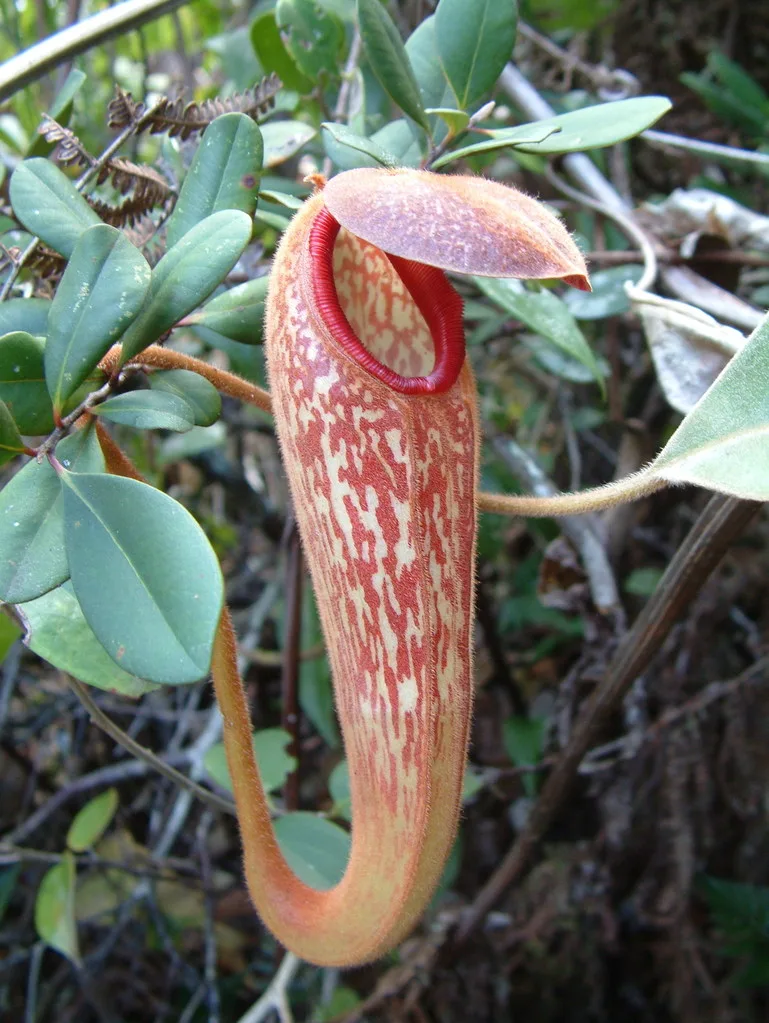 Klosss Pitcher Plant (Nepenthes klossii)
