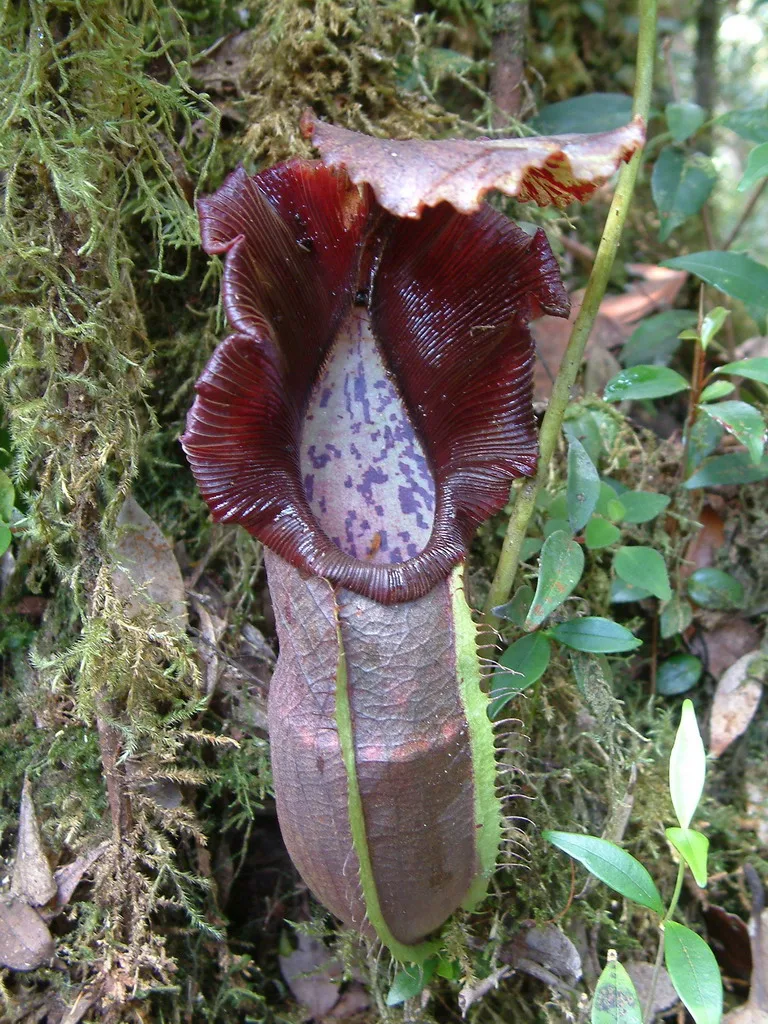 Naga Pitcher Plant (Nepenthes naga)