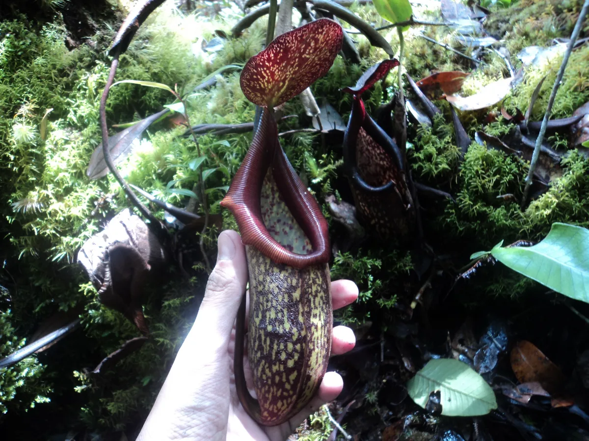 Rigid-leaved Pitcher Plant (Nepenthes rigidifolia)