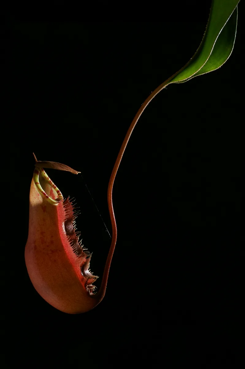 Sumatran Pitcher Plant