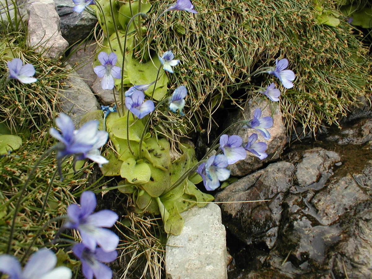Corsican Butterwort (Pinguicula corsica)