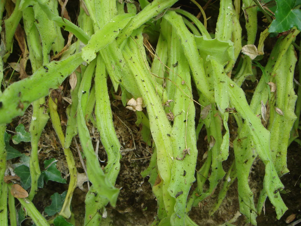 Long-leaved Butterwort