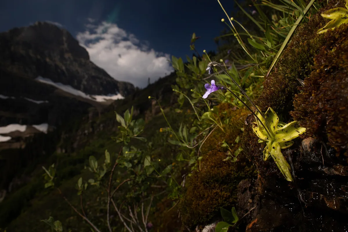 Large-spurred Butterwort (Pinguicula macroceras)