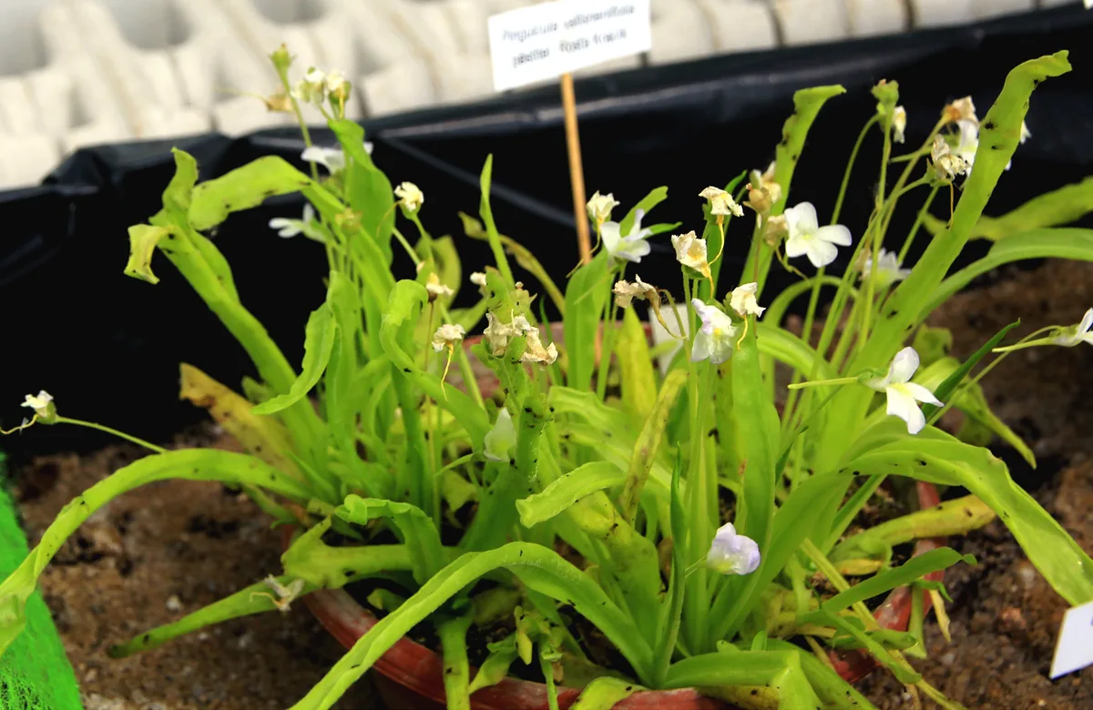 Vallisneria-leaved Butterwort