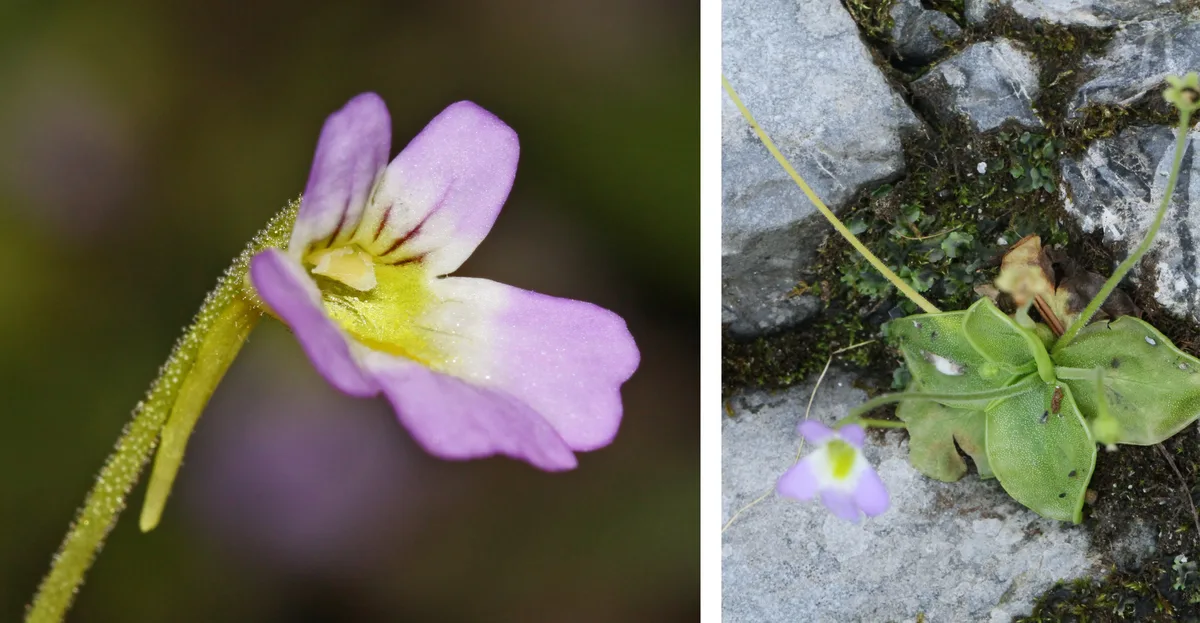 Hairy Butterwort (Pinguicula hirtiflora)