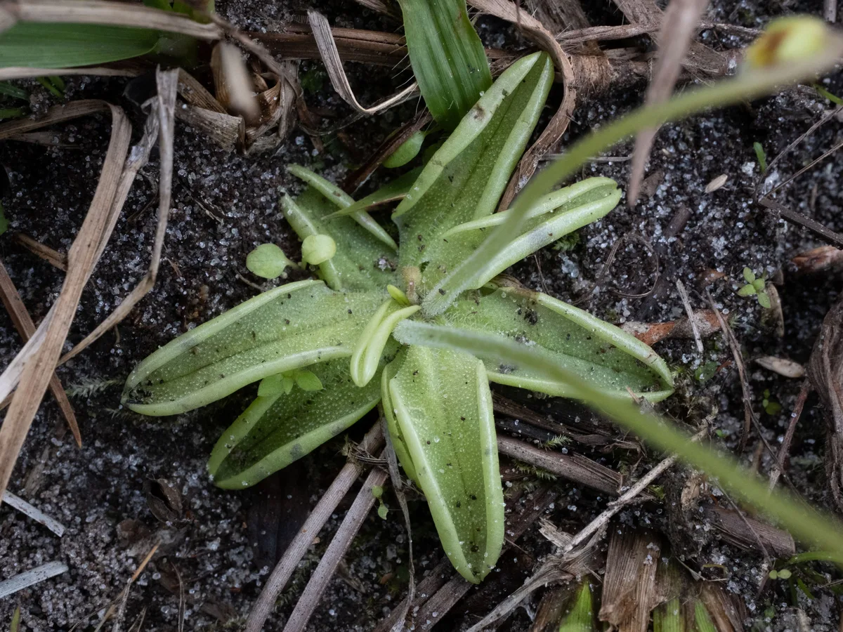 Louisiana Butterwort