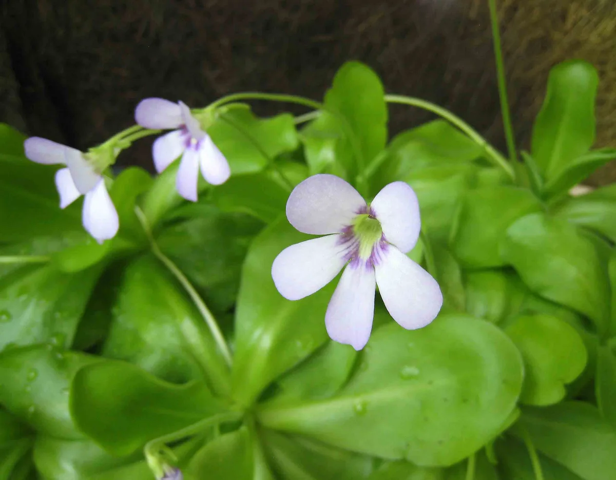 Tina Butterwort