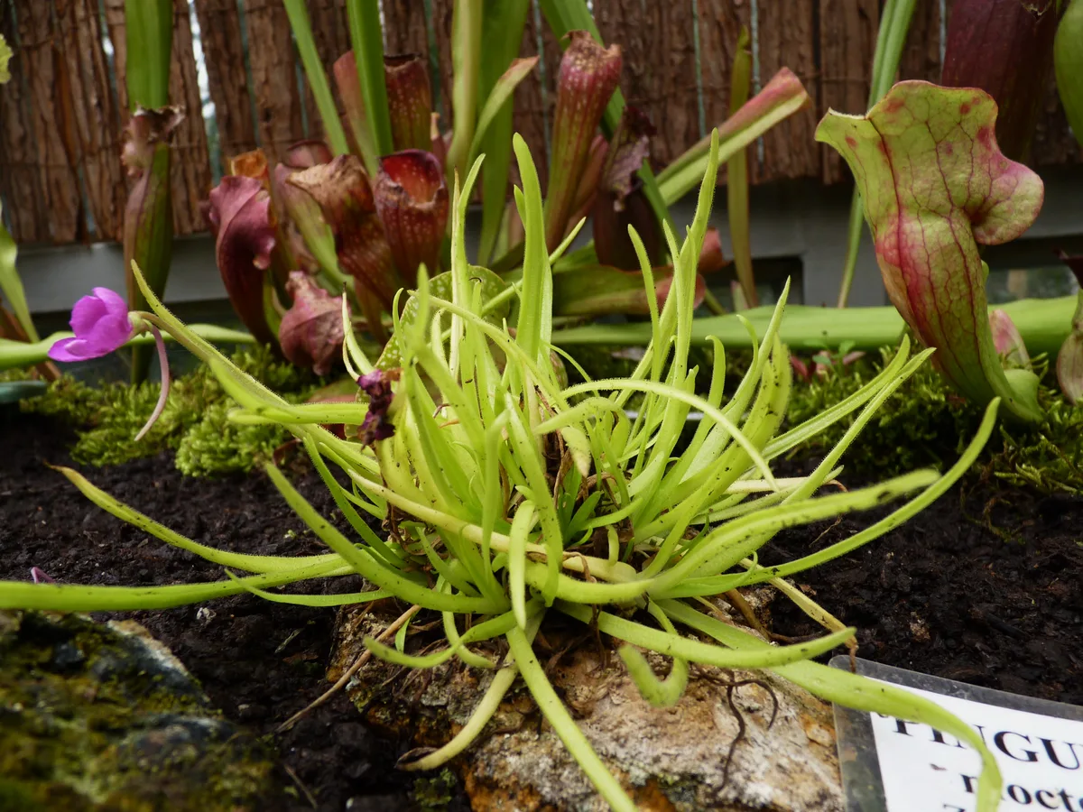 Moctezuma Butterwort