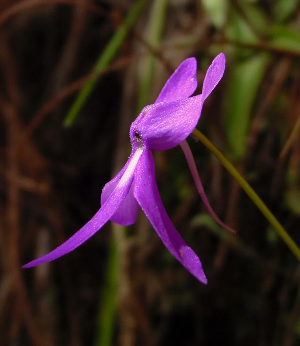 Orchid Butterwort (Pinguicula orchidioides)