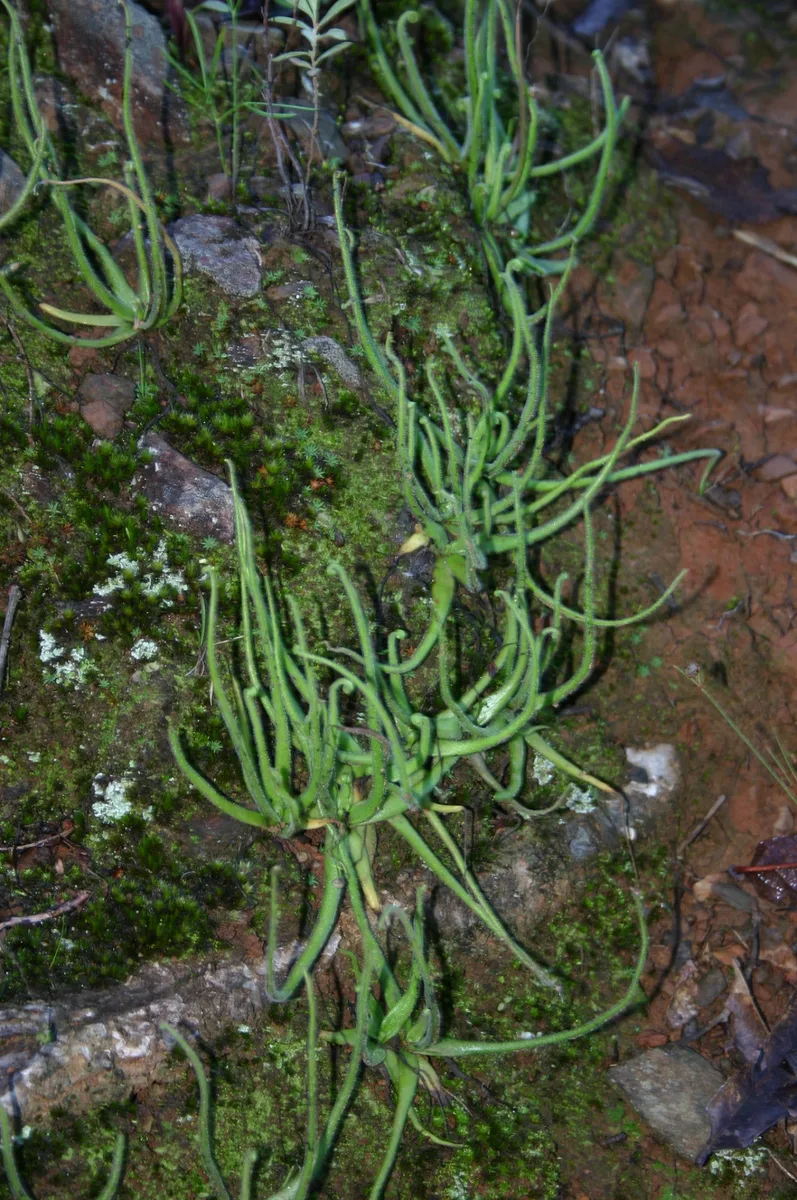 Heterophylla Butterwort (Pinguicula heterophylla)