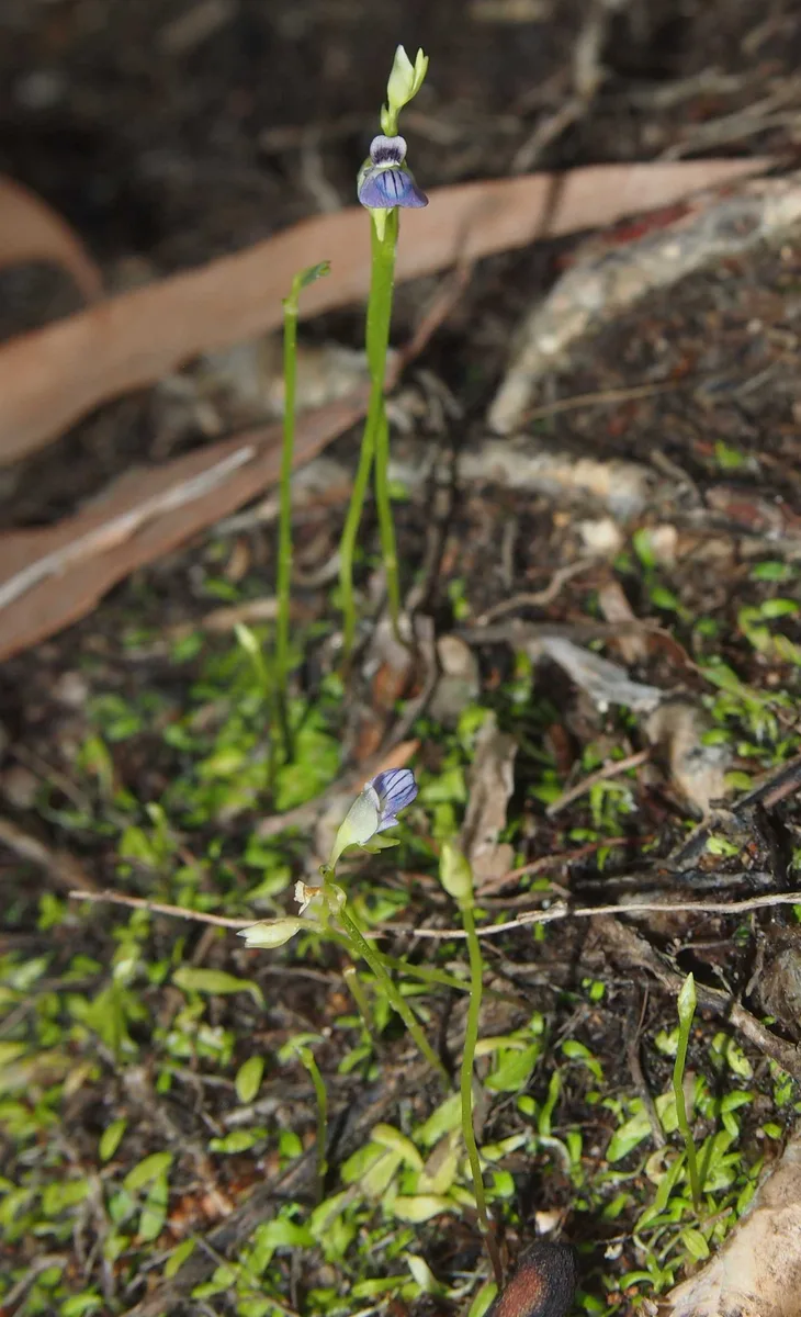Blue Bladderwort (Utricularia caerulea)