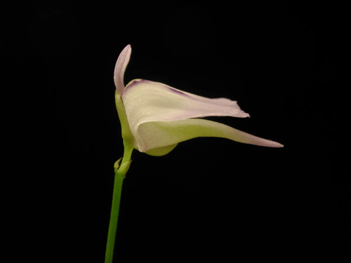 Hairy Bladderwort (Utricularia pubescens)