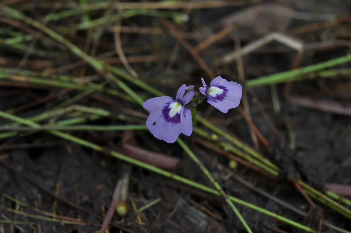 Three-flowered Bladderwort (Utricularia triflora)