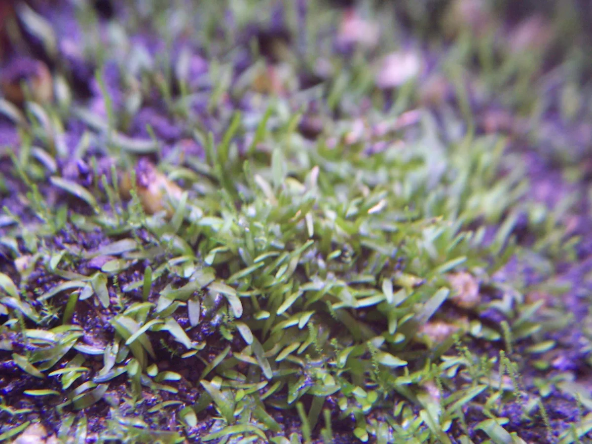 Yellow-flowered Bladderwort (Utricularia chrysantha)