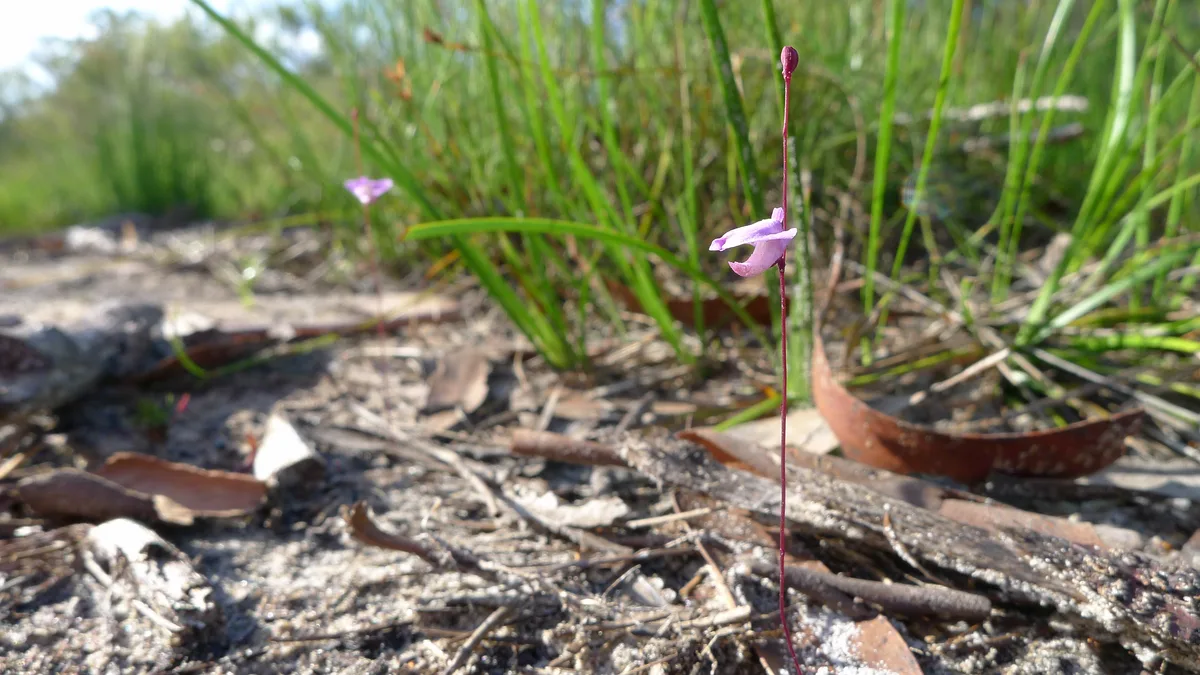 Lateriflora Bladderwort (Utricularia lateriflora)
