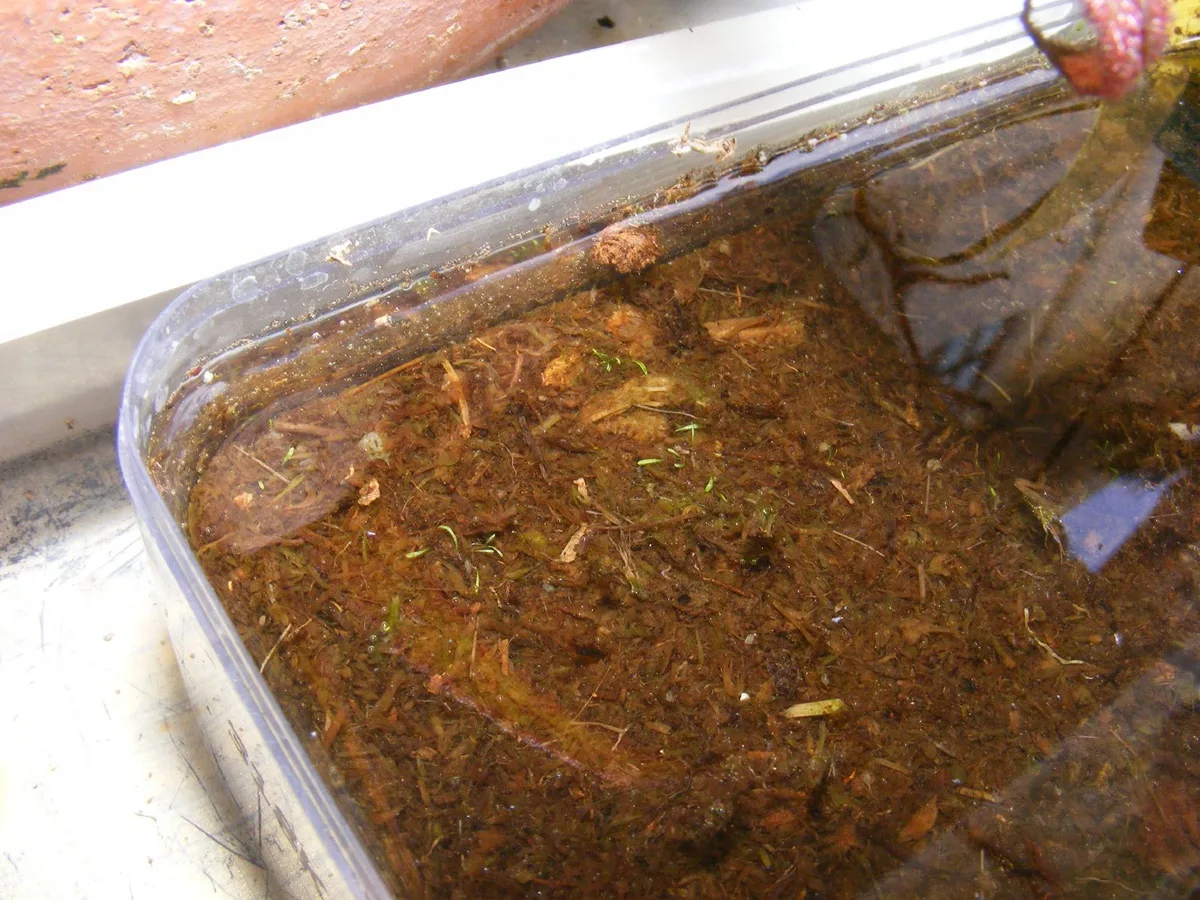 Minutissima Bladderwort