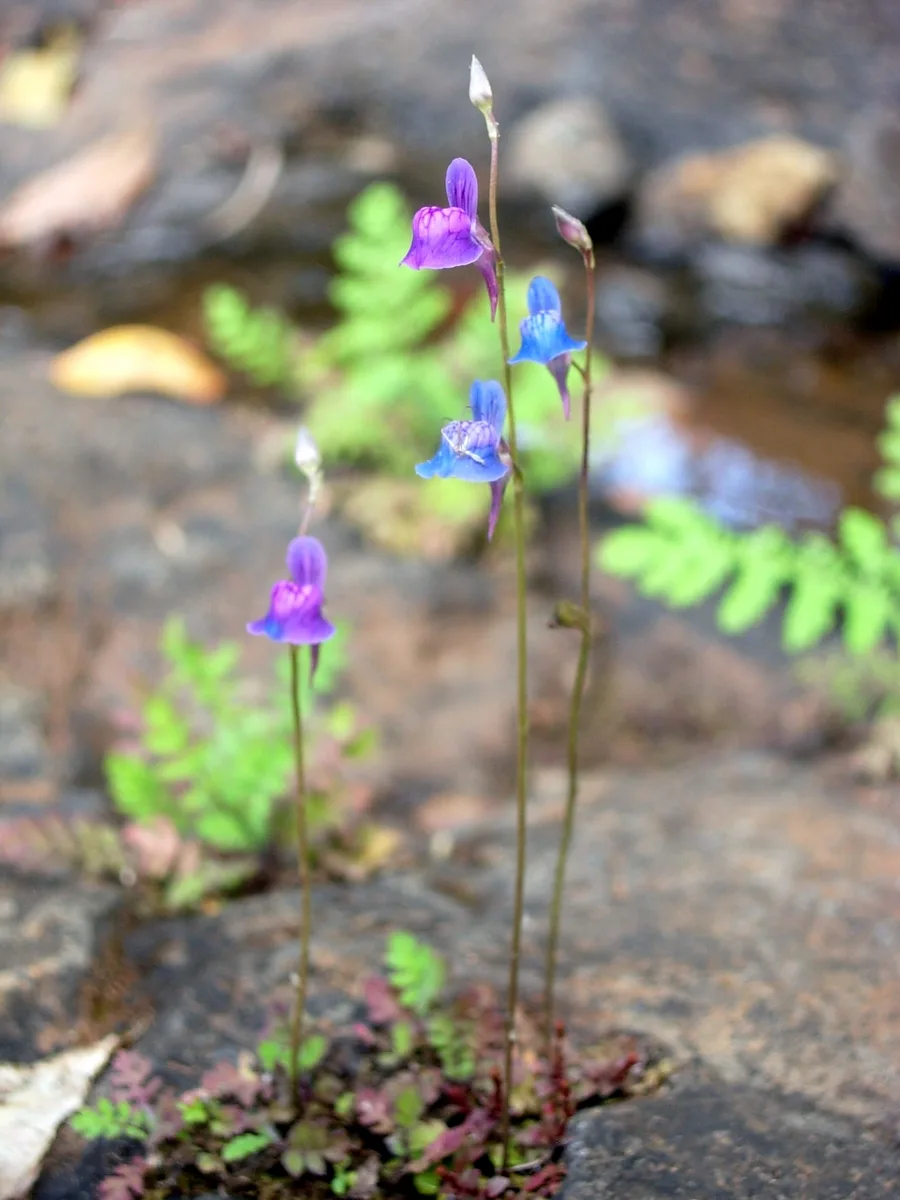 Uliginosa Bladderwort (Utricularia uliginosa)