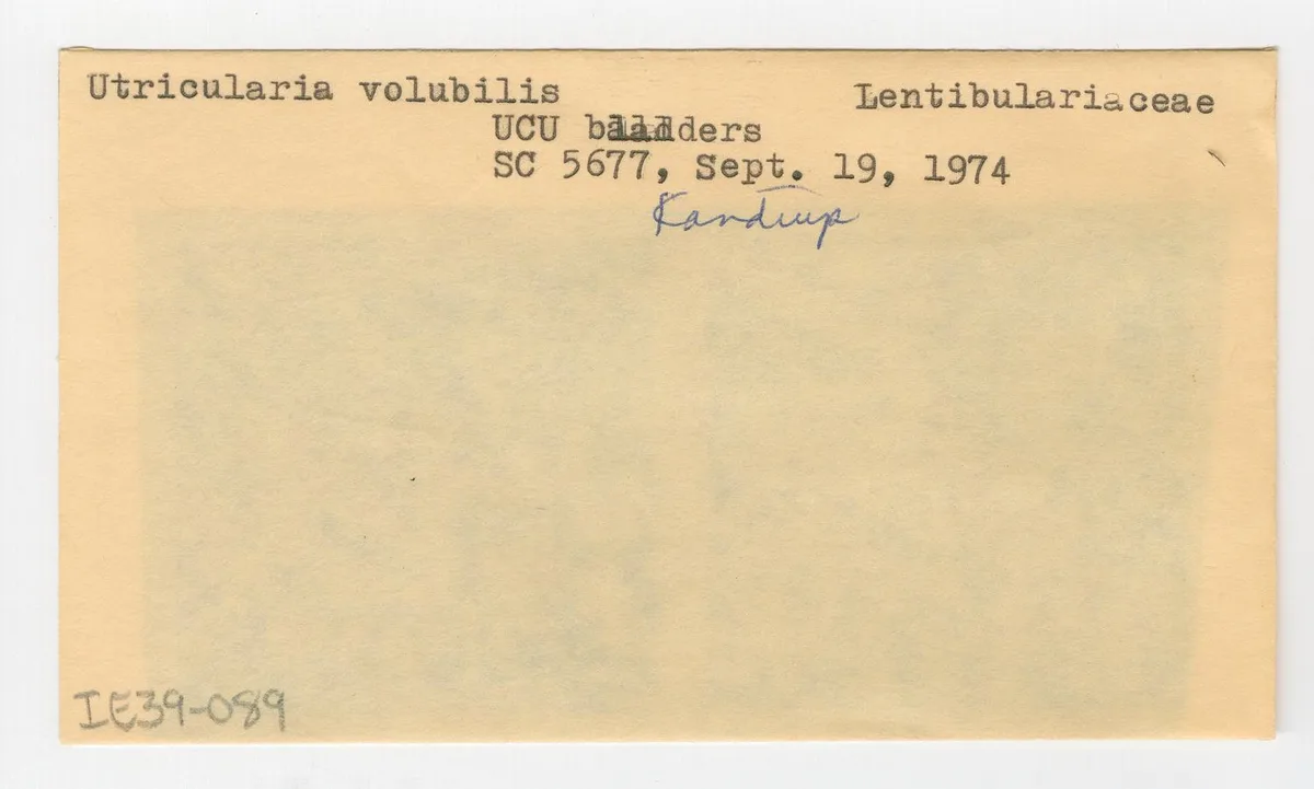 Volubilis Bladderwort
