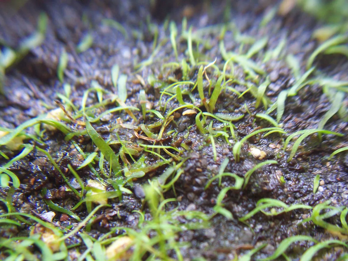 Fulva Bladderwort (Utricularia fulva)