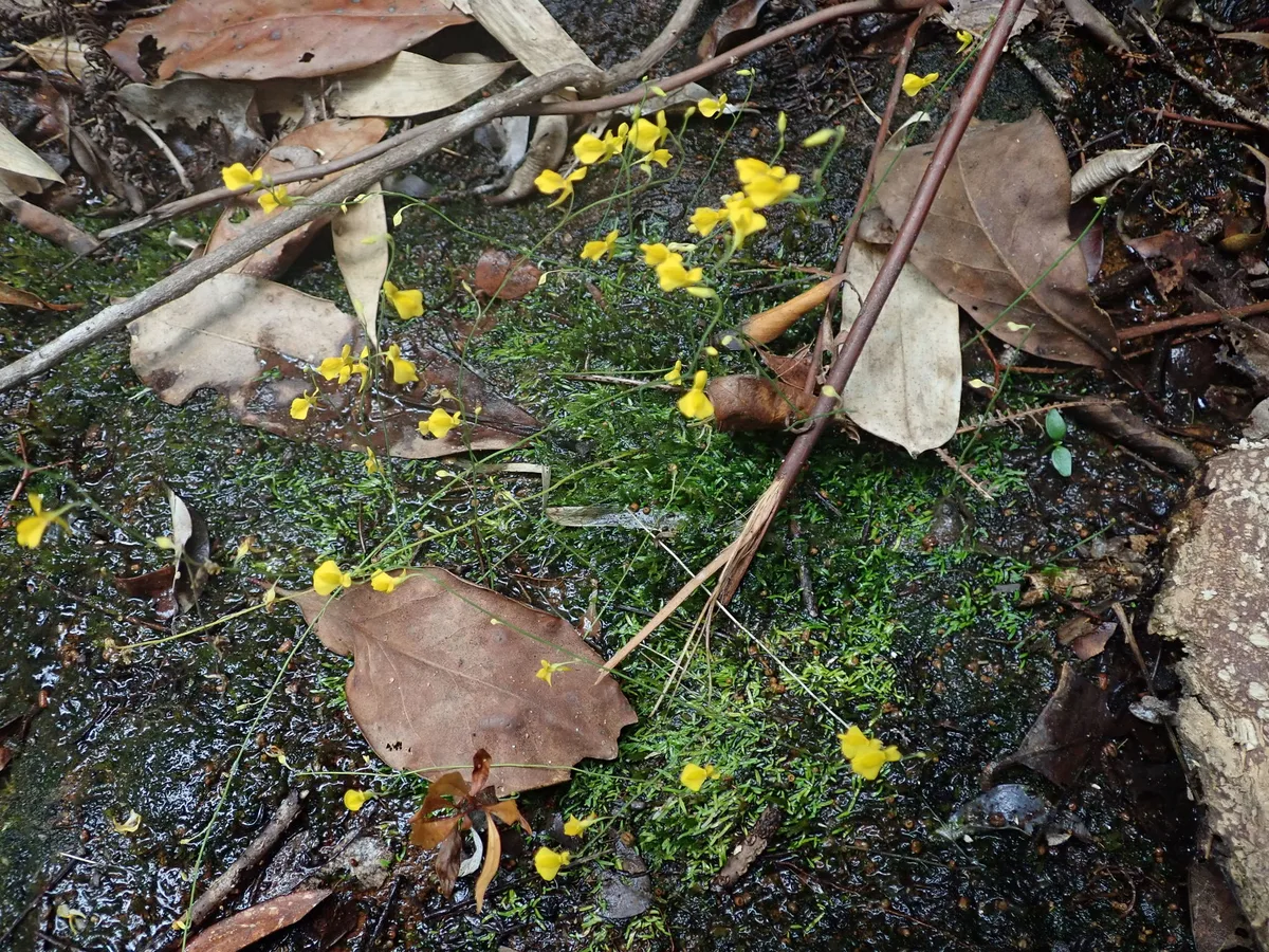 Odorata Bladderwort (Utricularia odorata)
