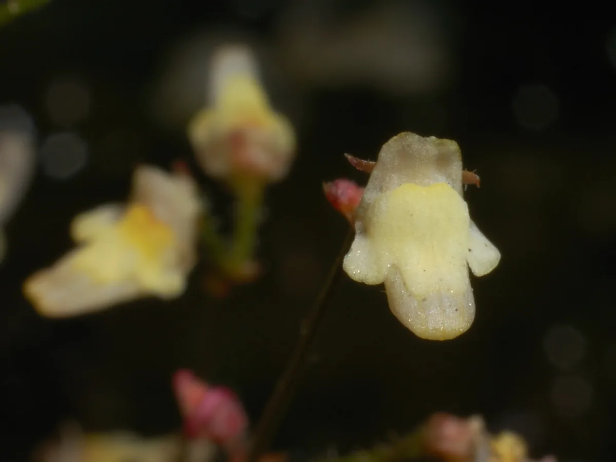 Filiform Corkscrew Plant (Genlisea filiformis)