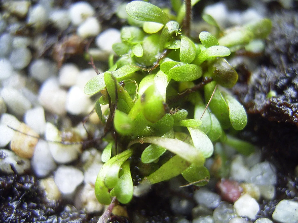 Repens Corkscrew Plant
