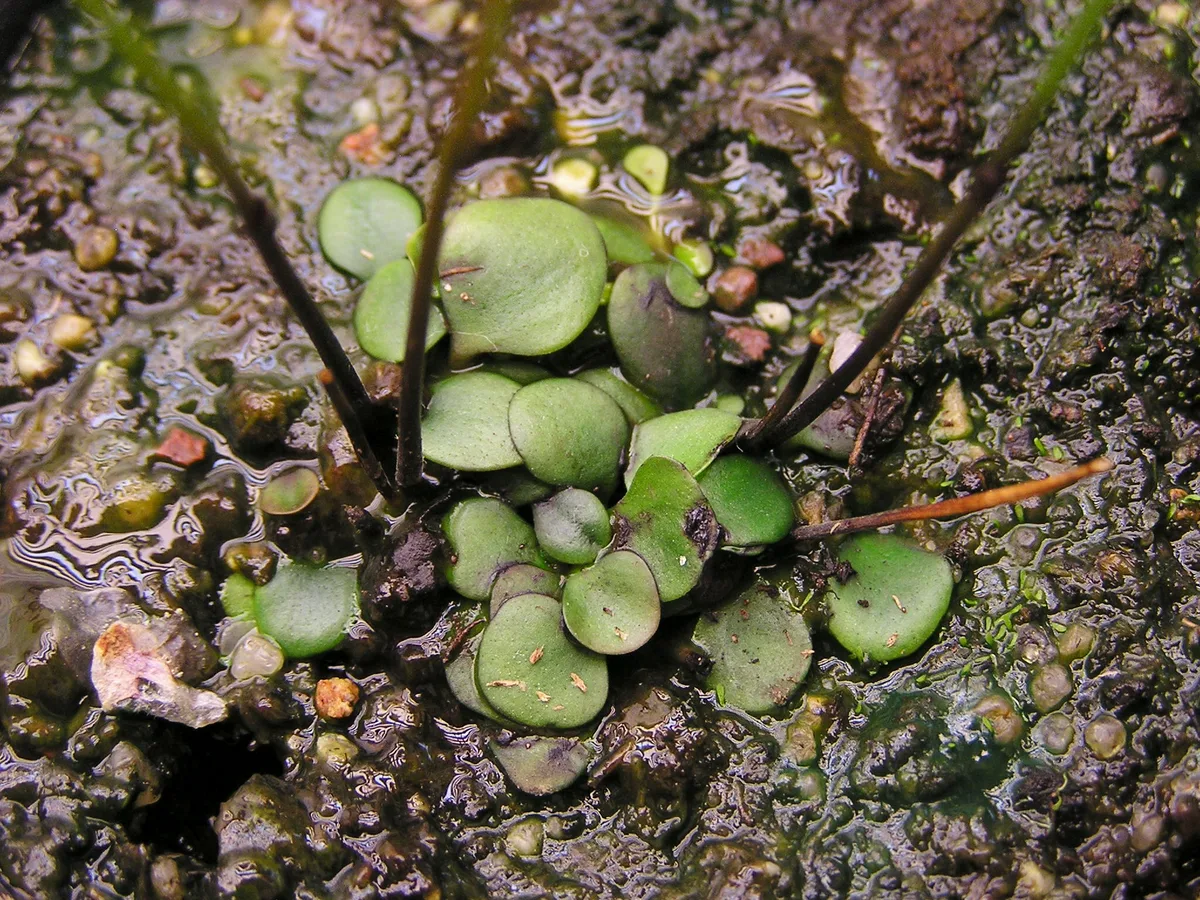 Subglabra Corkscrew Plant