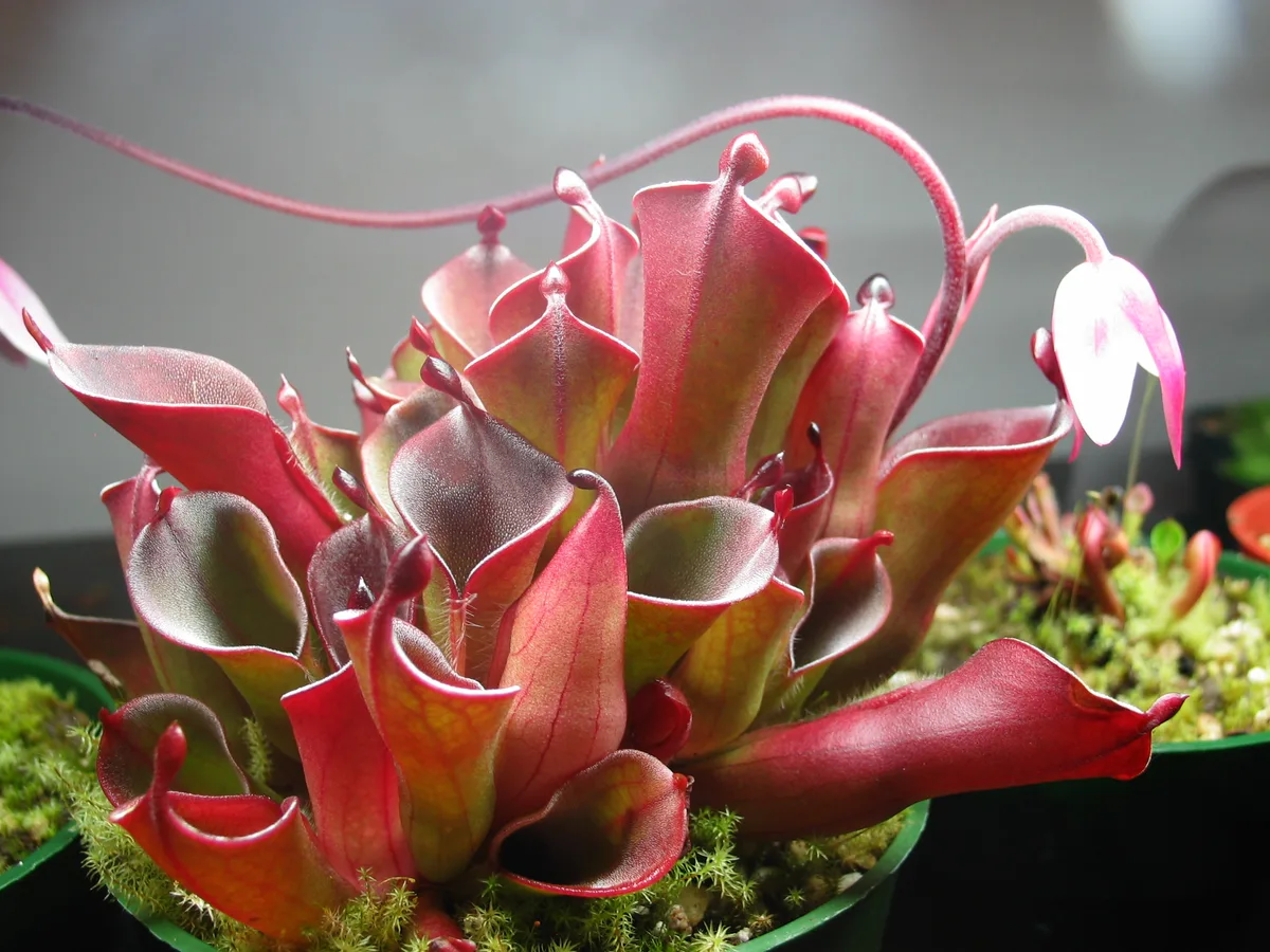 Dwarf Sun Pitcher (Heliamphora pulchella)