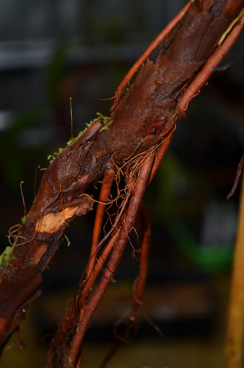 Tate Sun Pitcher (Heliamphora tatei)