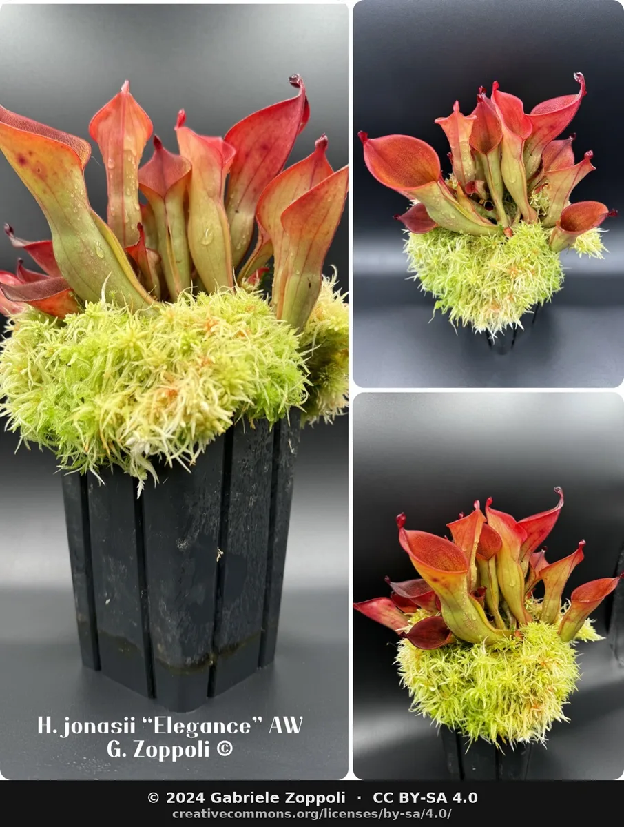Ionica Sun Pitcher (Heliamphora ionasi)