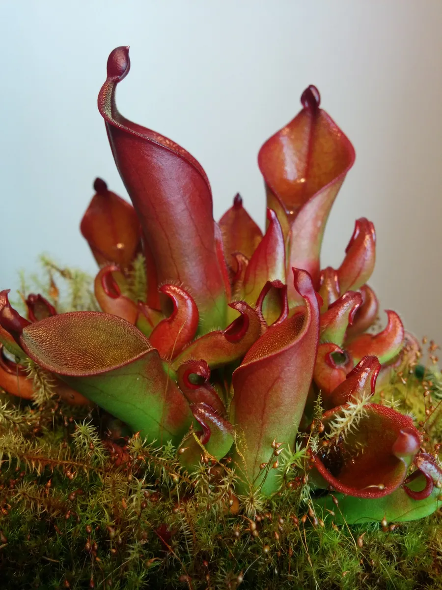 Hispid Sun Pitcher (Heliamphora hispida)