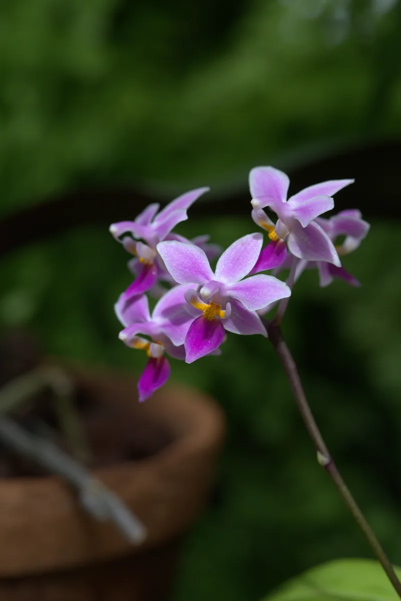 Horse Phalaenopsis (Phalaenopsis equestris)