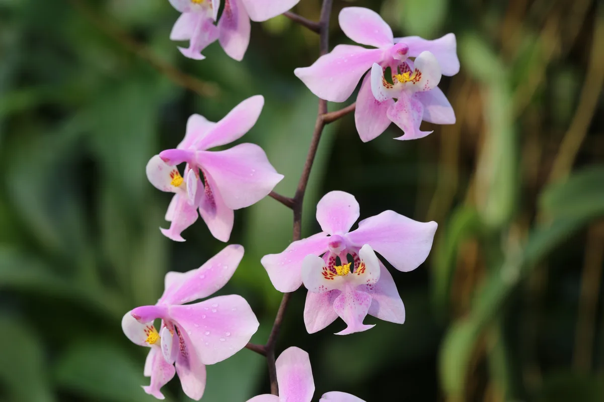 Schillers Phalaenopsis (Phalaenopsis schilleriana)