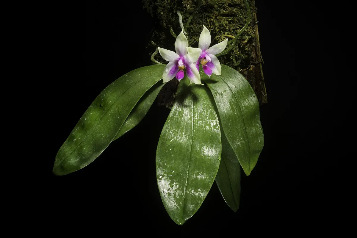 Bellina Orchid (Phalaenopsis bellina)